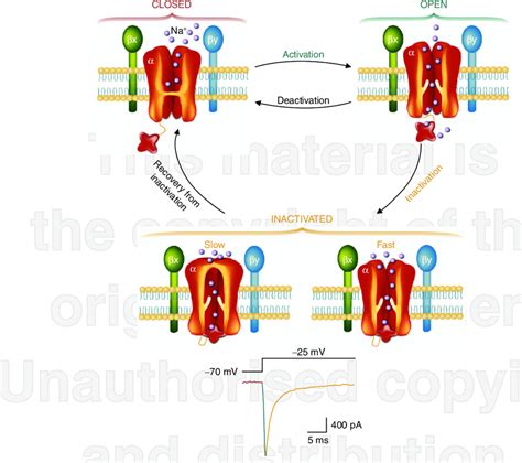 sodium chanel cycle|closed state of sodium channel.